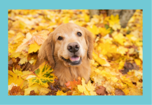 dog in leaves