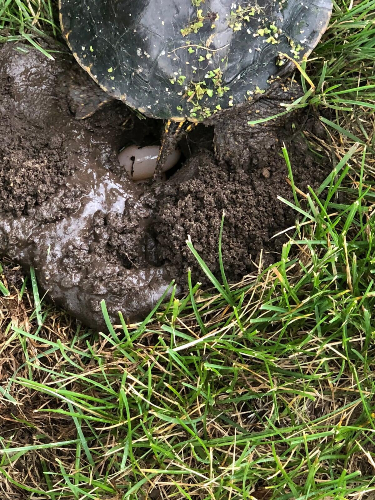 Turtle laying eggs in my back yard